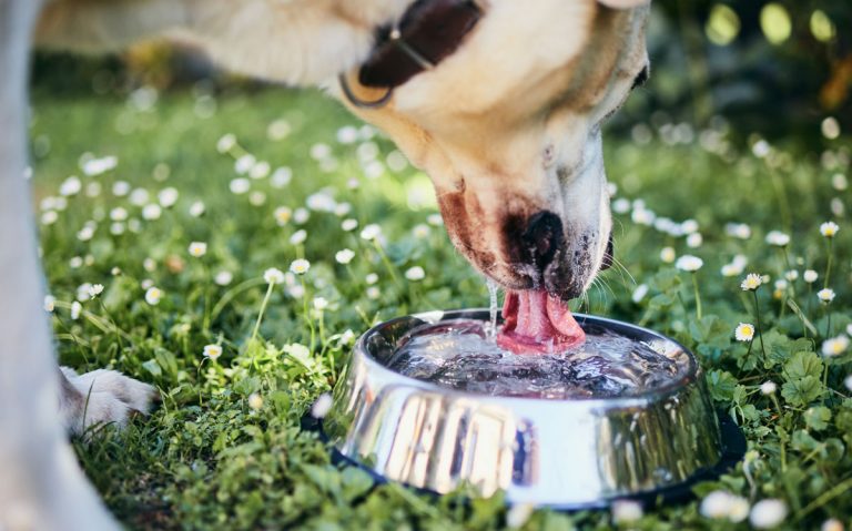 Read more about the article Top tips for keeping your pet hydrated