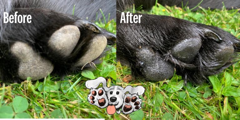 Read more about the article Why Skincare for Dogs Matters.