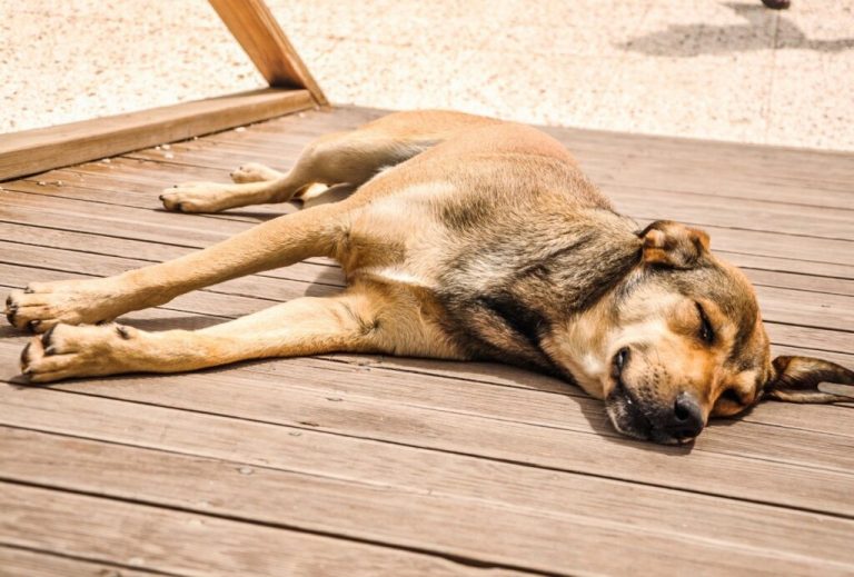 Read more about the article Does my dog need an electrolyte drink?