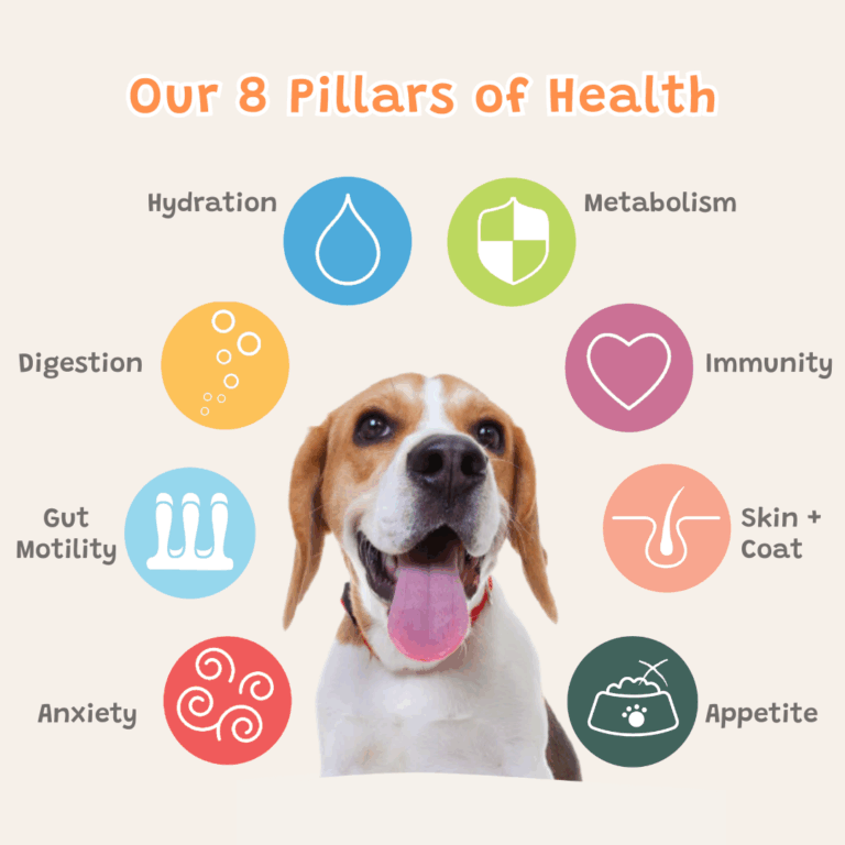 Beagle with 8 pillars of dog health icons.