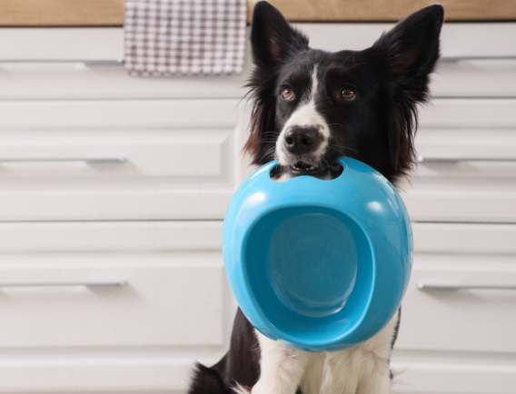 Collie holding a bowl