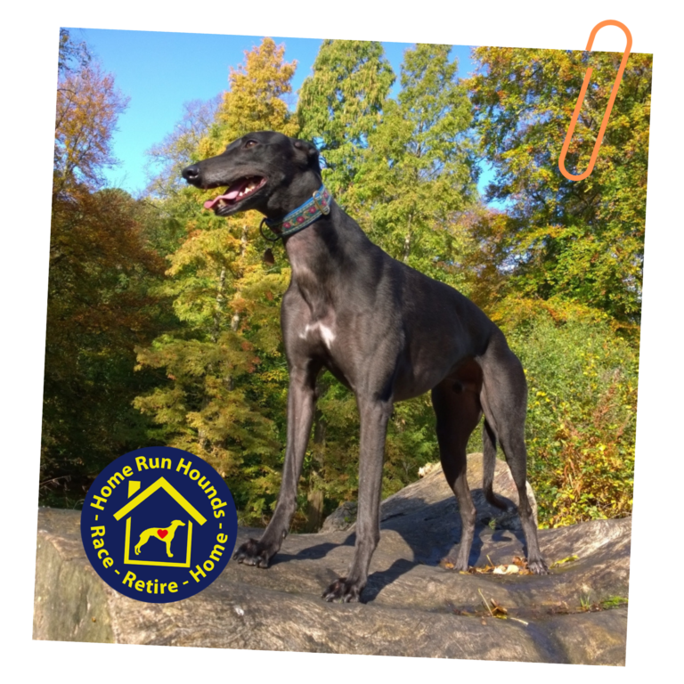 Home Run Hounds logo with grey hound outdoors.